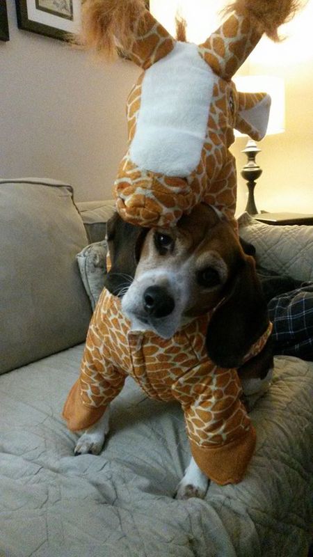 Dexter