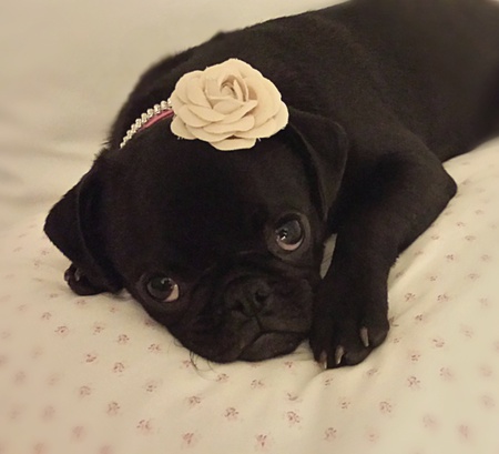 Lilly