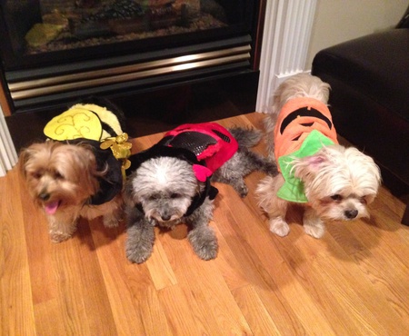 Dolce, Zoey, and Armani