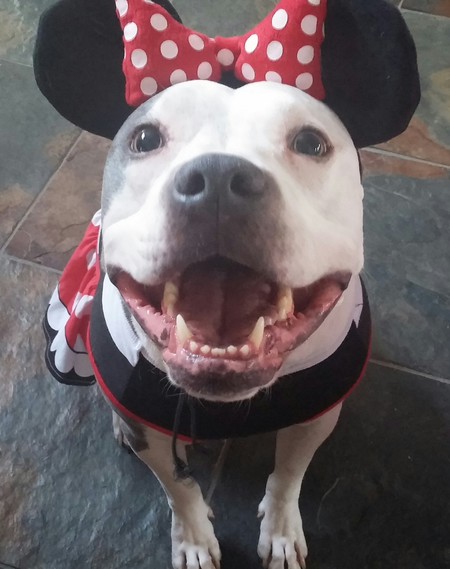 Crystal as Pittie Mouse