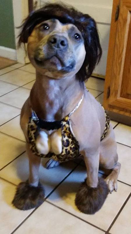 Christina's Pooch