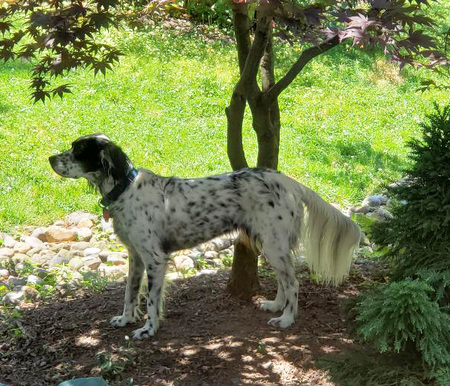 Dottie III Sandlin