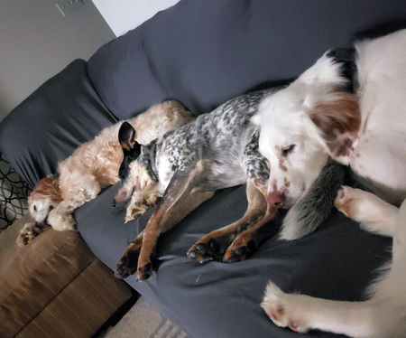 Merlin, Maya and Butterball Jury-Burnside