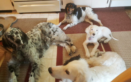 Sydney, Peanut, Luna and Bonnie Arndt