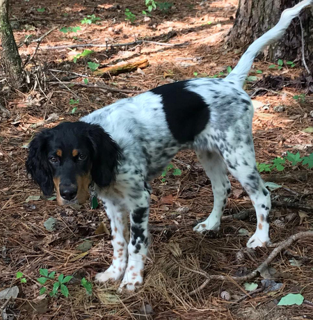 Willow, a foster