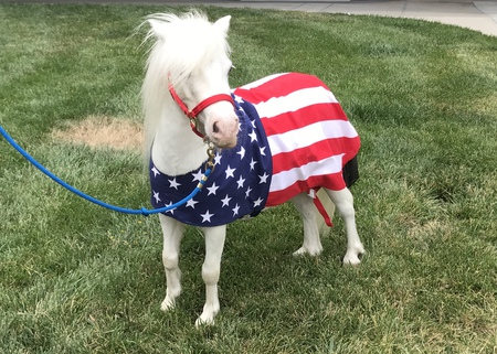 Denver the Therapy Horse