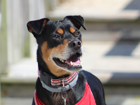 Hogan the "mini" Rottweiler