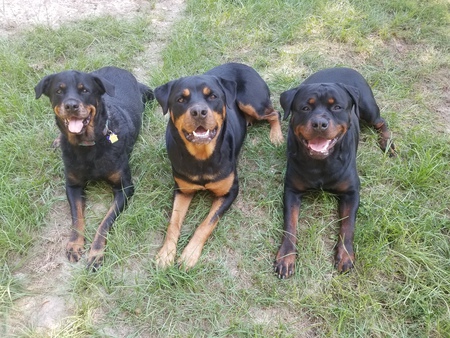 Ms Belle, Logan, Remy Jax