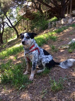 Cracker Jack