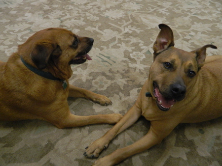 Murmur and Hub