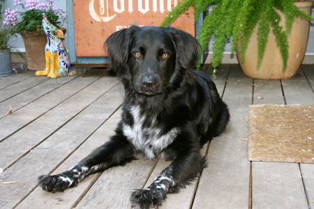 Cooper