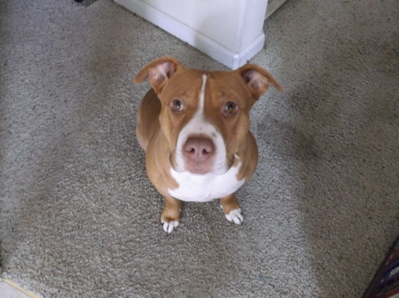 Hazel