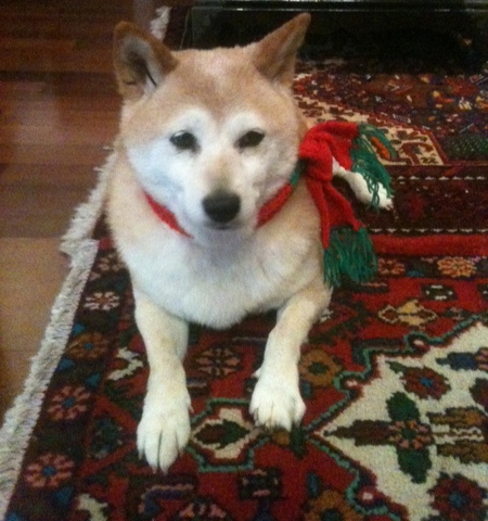 Shima