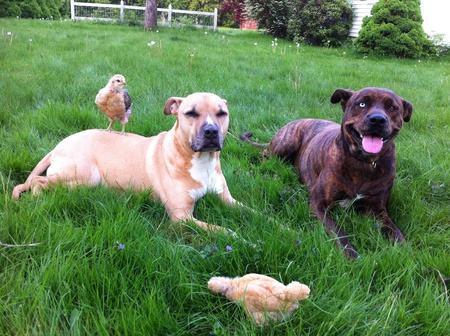 Bailey & Gracie