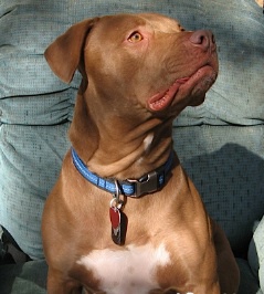Bruce Willis