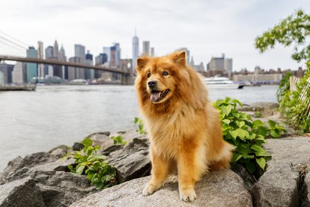 Izzy the Chow