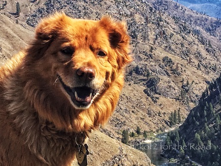 Emme On the trail, Gospel Hump Wilderness, Idaho