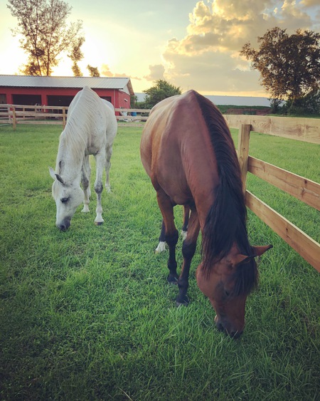 Rascal and Grayson