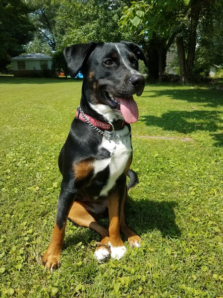 Reese