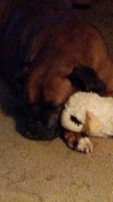 Roxy 