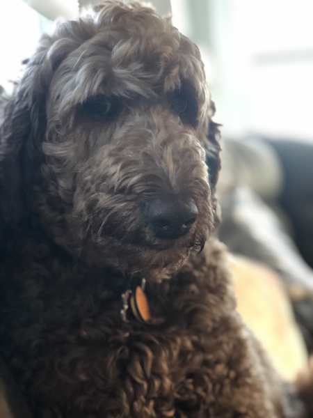 Bella Doodle