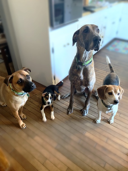 Oakley, ruger, sherlock, trigger