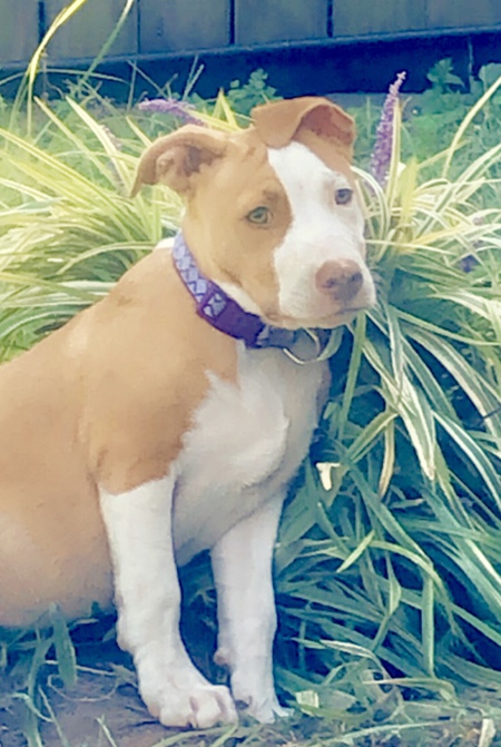 Ava