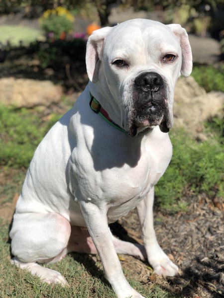 Ziggy