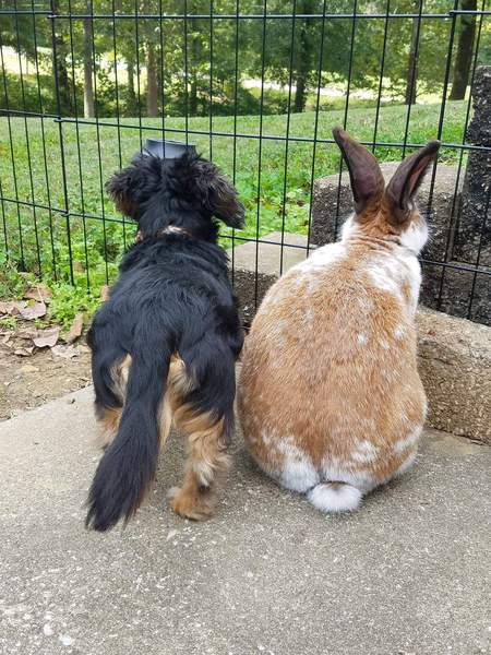Gunner and Phoenix