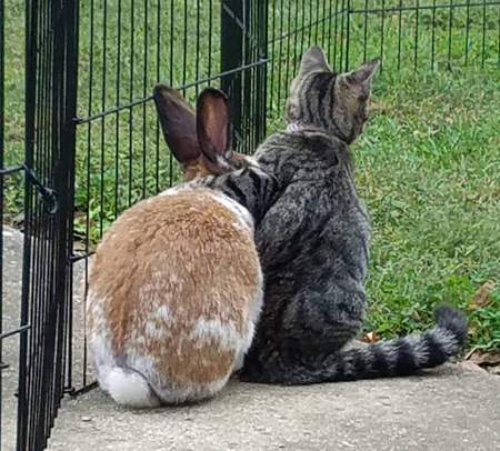 Phoenix and Lily