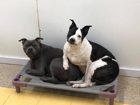 Blue and Maddie