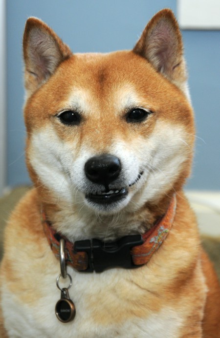 Sahchi