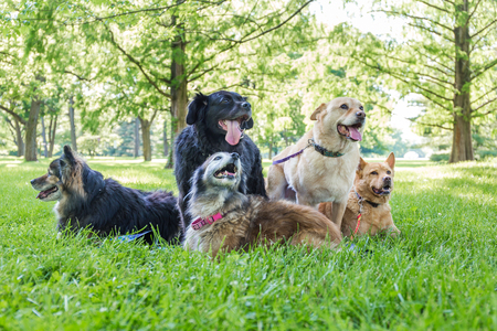 Bear, Paul, Kodi, Wiley, Roxie