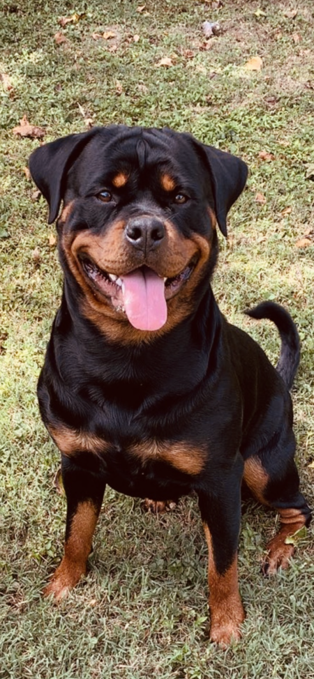 Nova