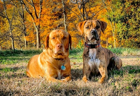 Rooster and Rajah 