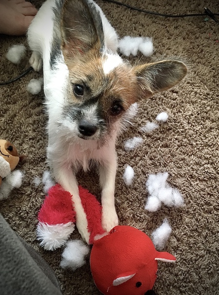 Piper