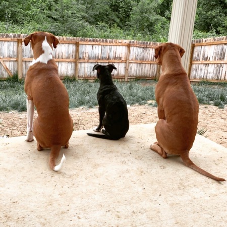 Duke, Ruby, and Jasper 