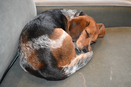 Emma the Beagle