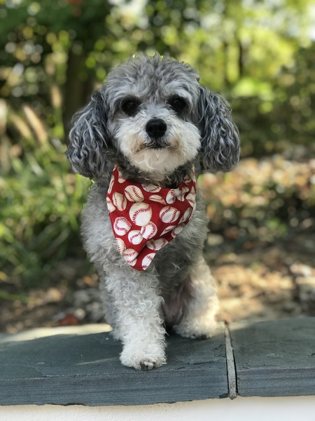 Cakes the Wonder Poodle