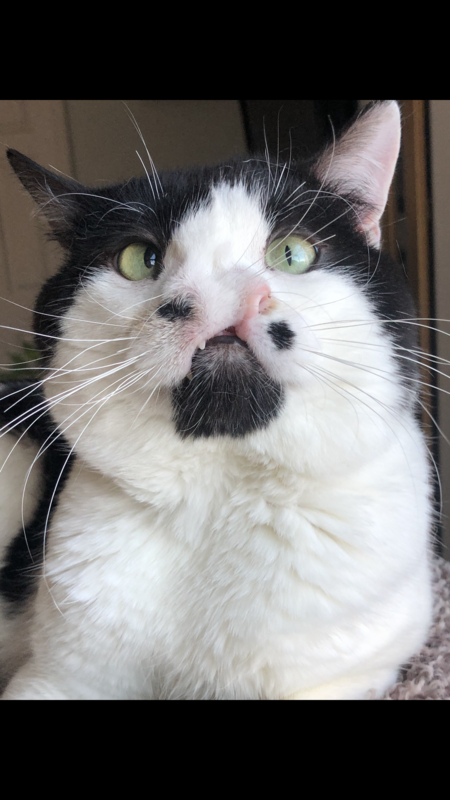 @memphis2nosecat