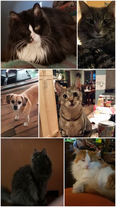 Sammie, Bailey, Lilly, Dylan, Tessa, Jake