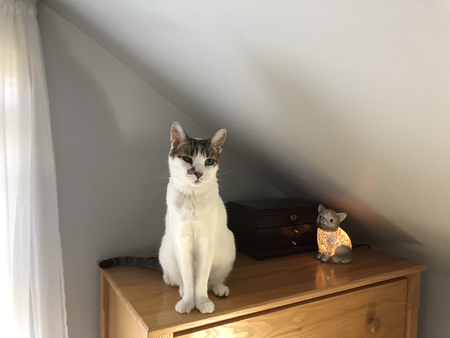 Daisy