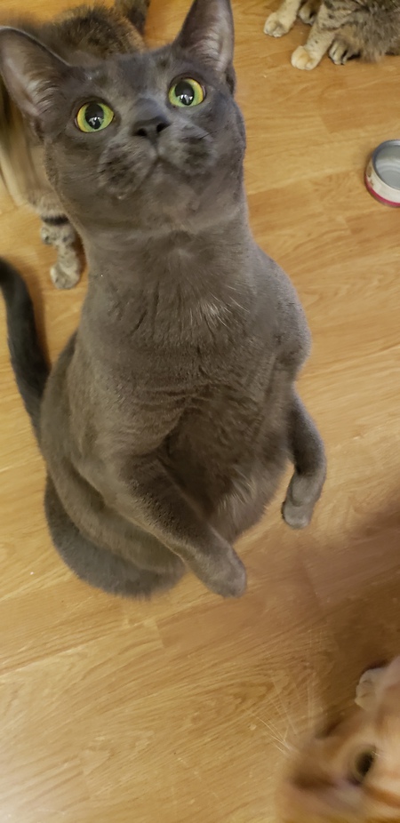 Smokey