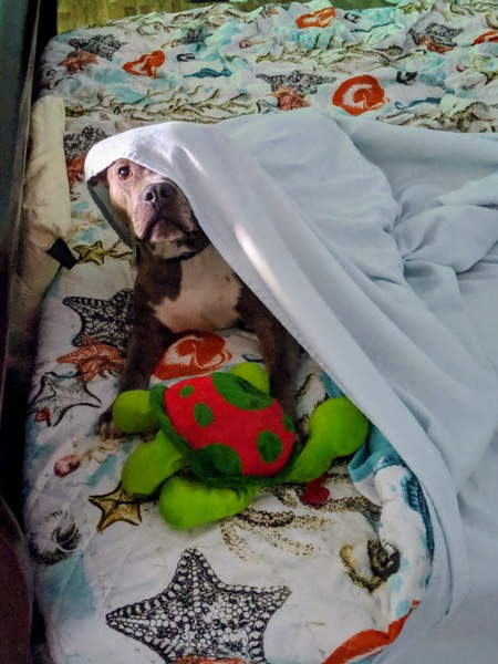 Georgie
