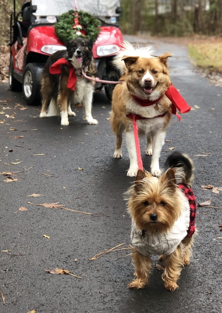 Bailey, Dexter and Rosie