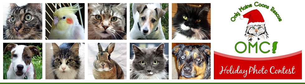 Banner for OMC! Rescues Holiday Photo Contest