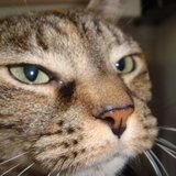 Entry image for Gracie