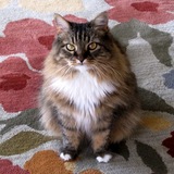 Entry image for Kitty Girl