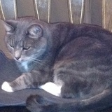 Entry image for Four-Paws