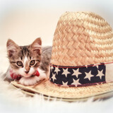 Entry image for Gizmo